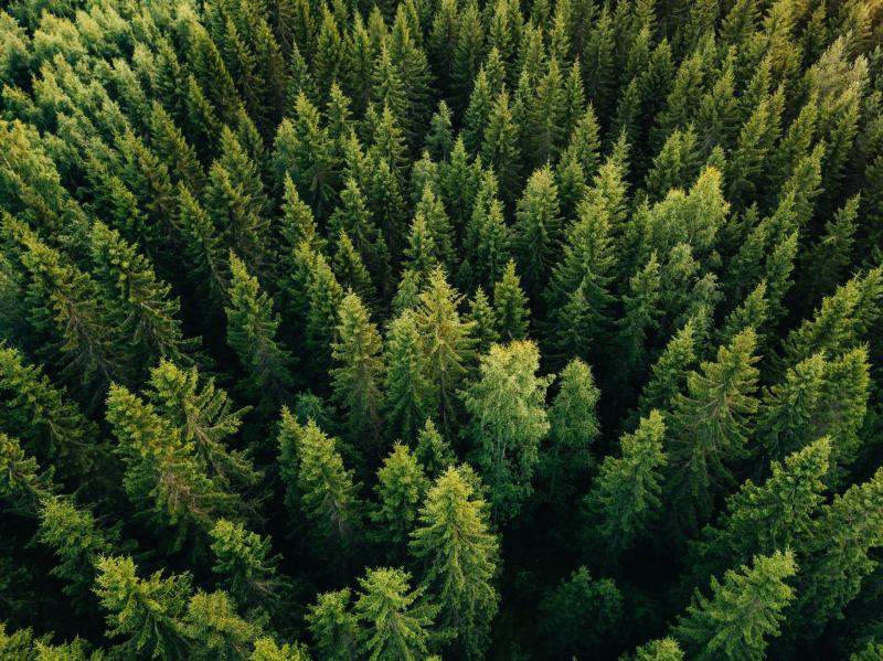 Forest in Lincoln County
