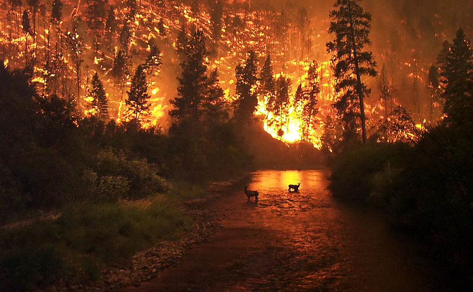 Wildfire Preparedness